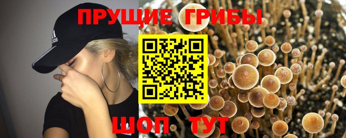 Новый Уренгой  Псилоцибиновые грибы Psilocybine cubensis  Вход с VPN  Галлюциногенные грибы Psilocybe 